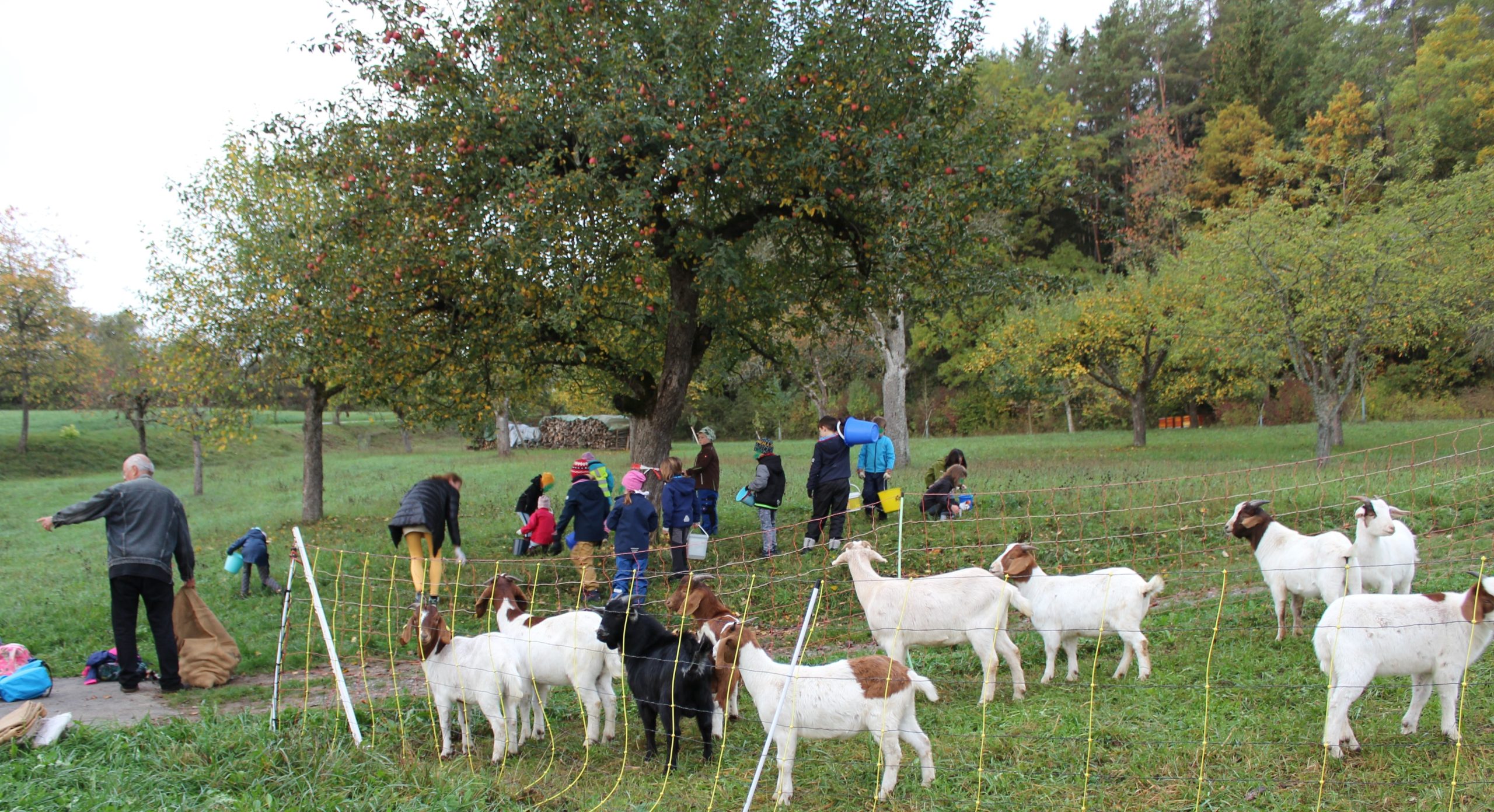 Kinder sammeln Äpfel um einen Apfelbaum, während die benachbarten Ziegen interessiert zuschauen.