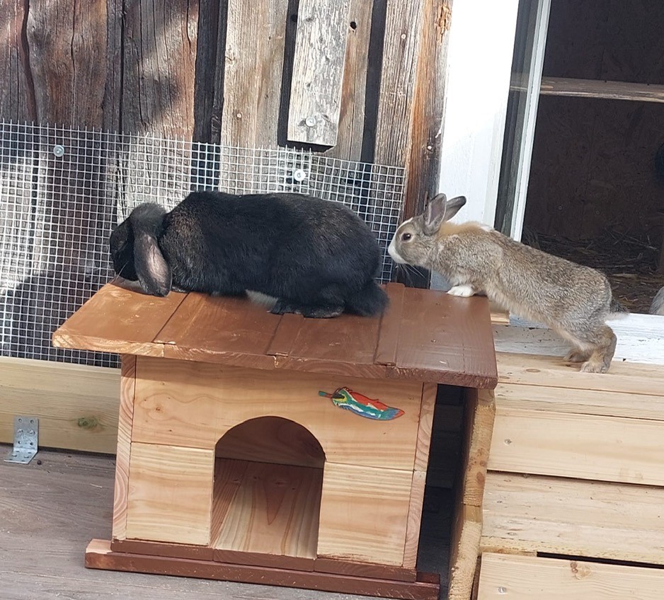 Zwei Kaninchen beschnuppern das neue Kaninchenhaus.