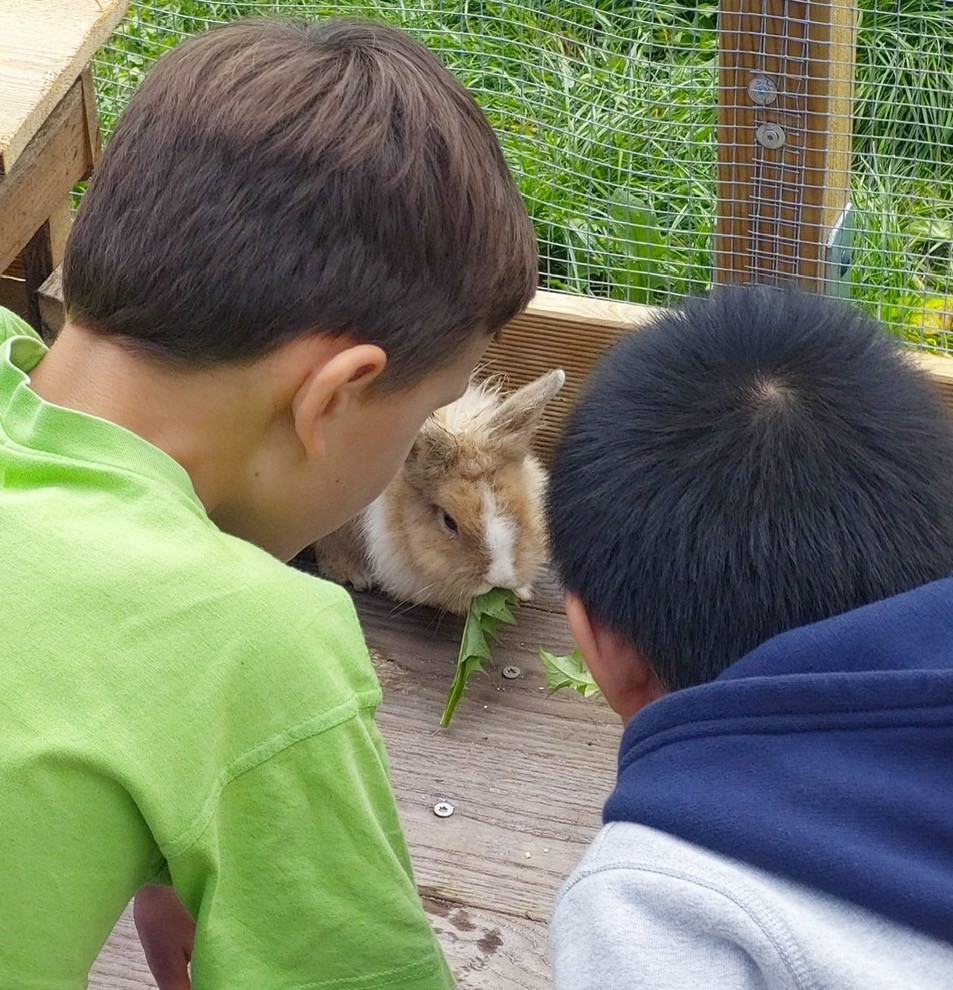 Zwei Kinder beobachten ein Kaninchen, wie es Löwenzahn mümmelt.