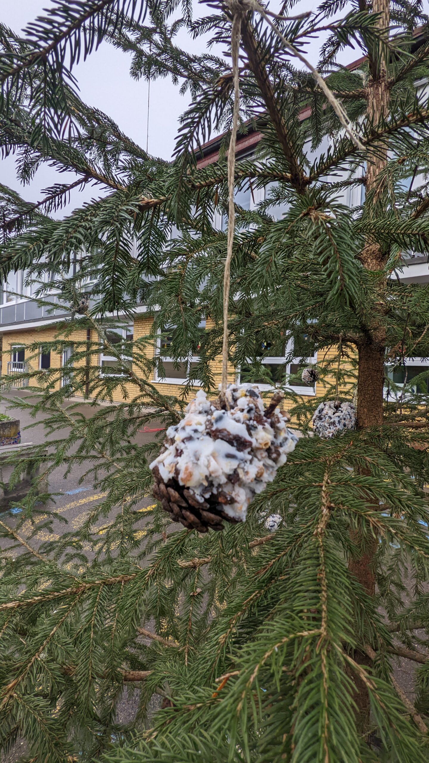 Ein mit Vogelfutter und Fett getränkter Kiefernzapfen hängt an einem Weihnachtsbaum.