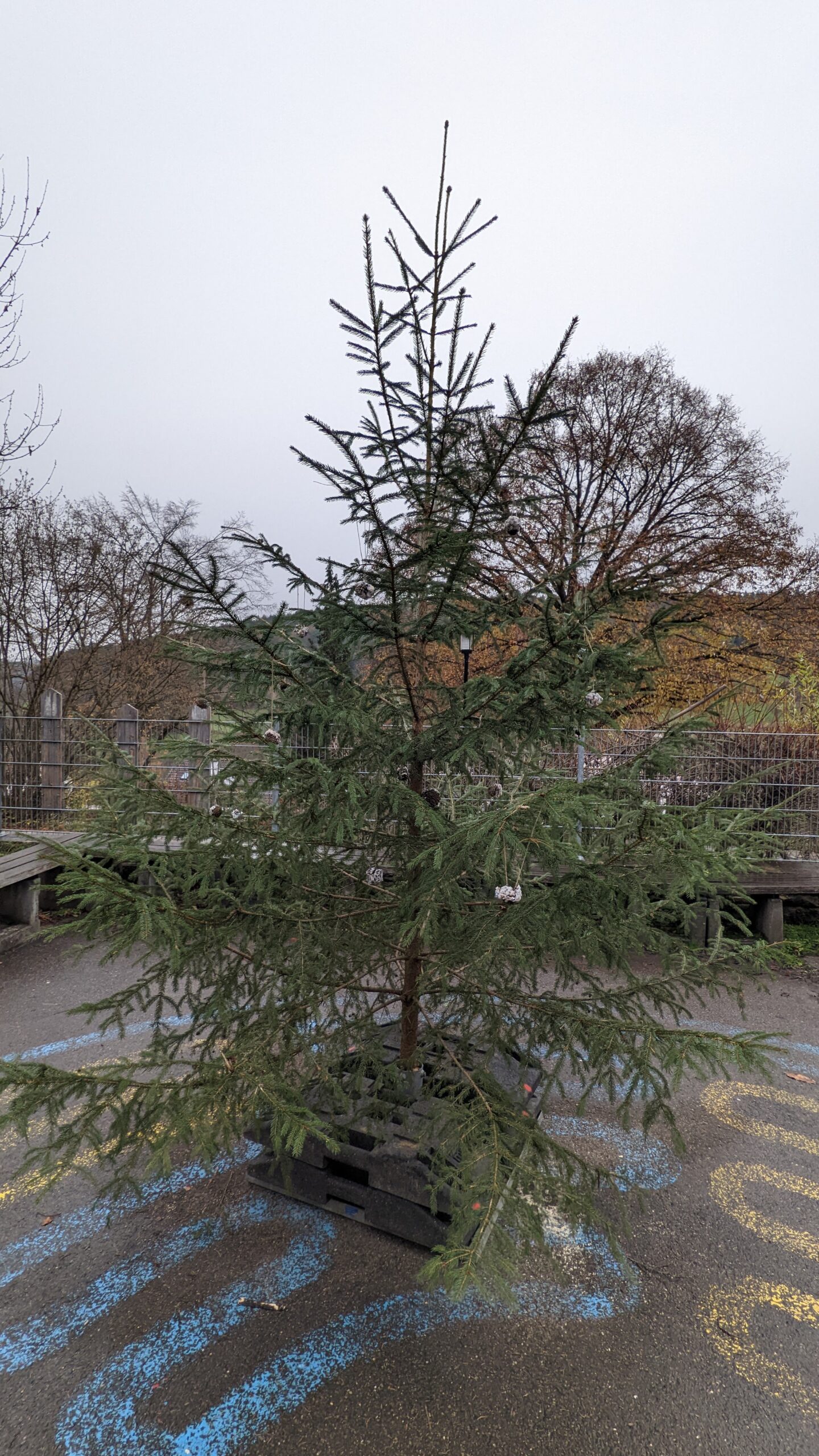 Am ganzen Weihnachtsbaum sieht man schon die verschiedenen selbst hergestellten Aufhänger mit Vogelfutter.