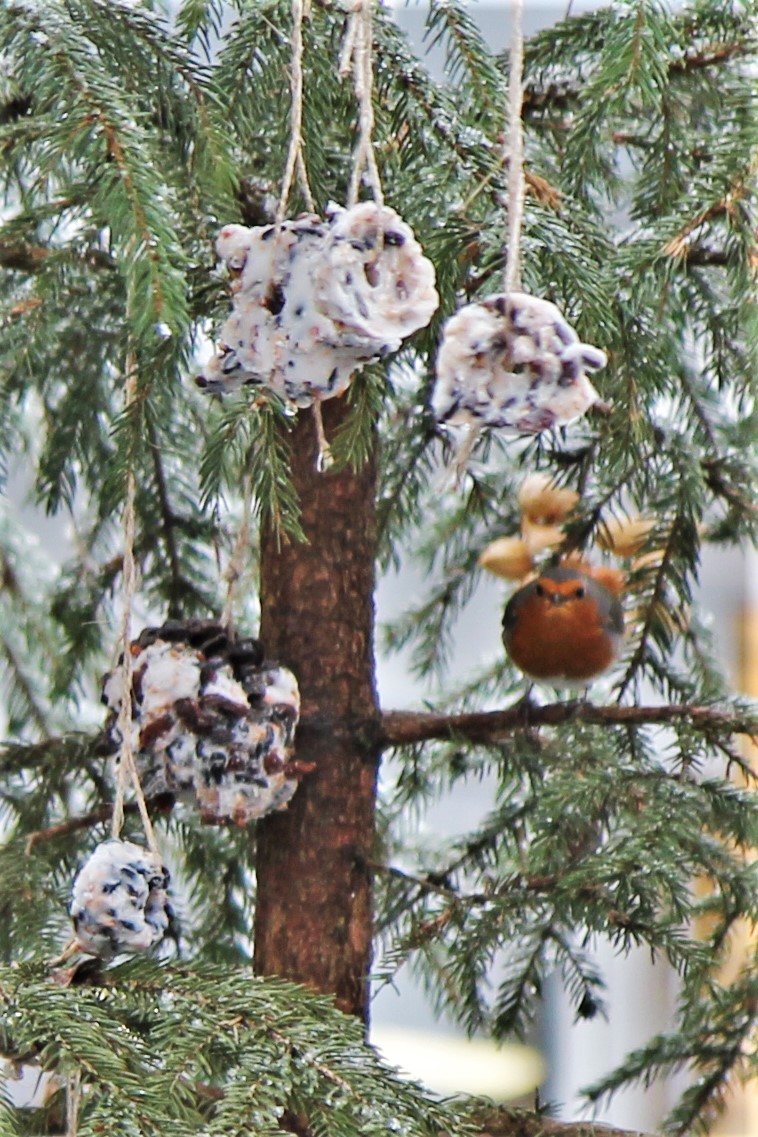 Ein Rotkehlchen sitzt auf einem Ast eines Tannenbaum und man sieht selbstgemachtes Vogelfutter aufgehängt.