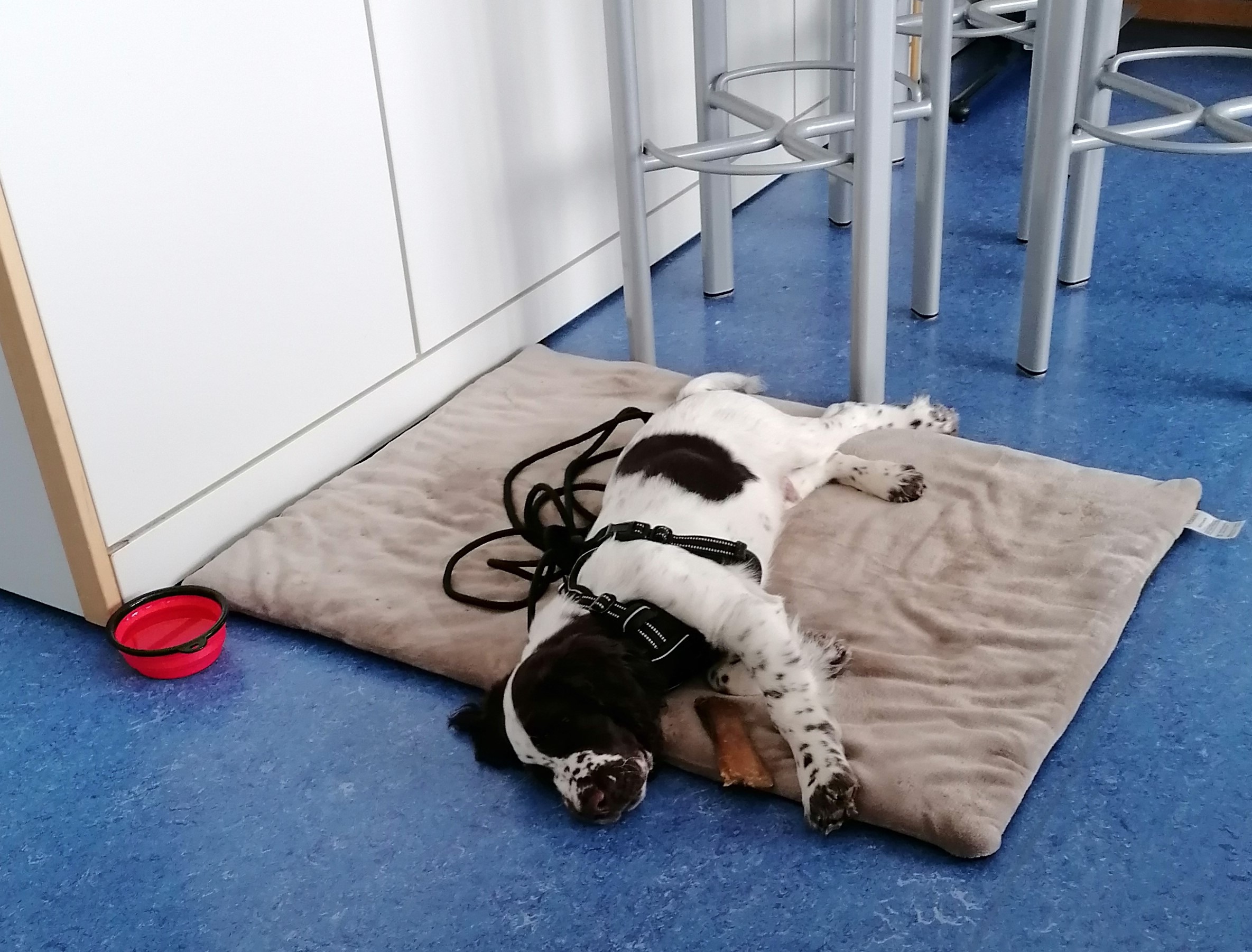 Der Schulhund Kalle erholt sich im Lehrerzimmer.