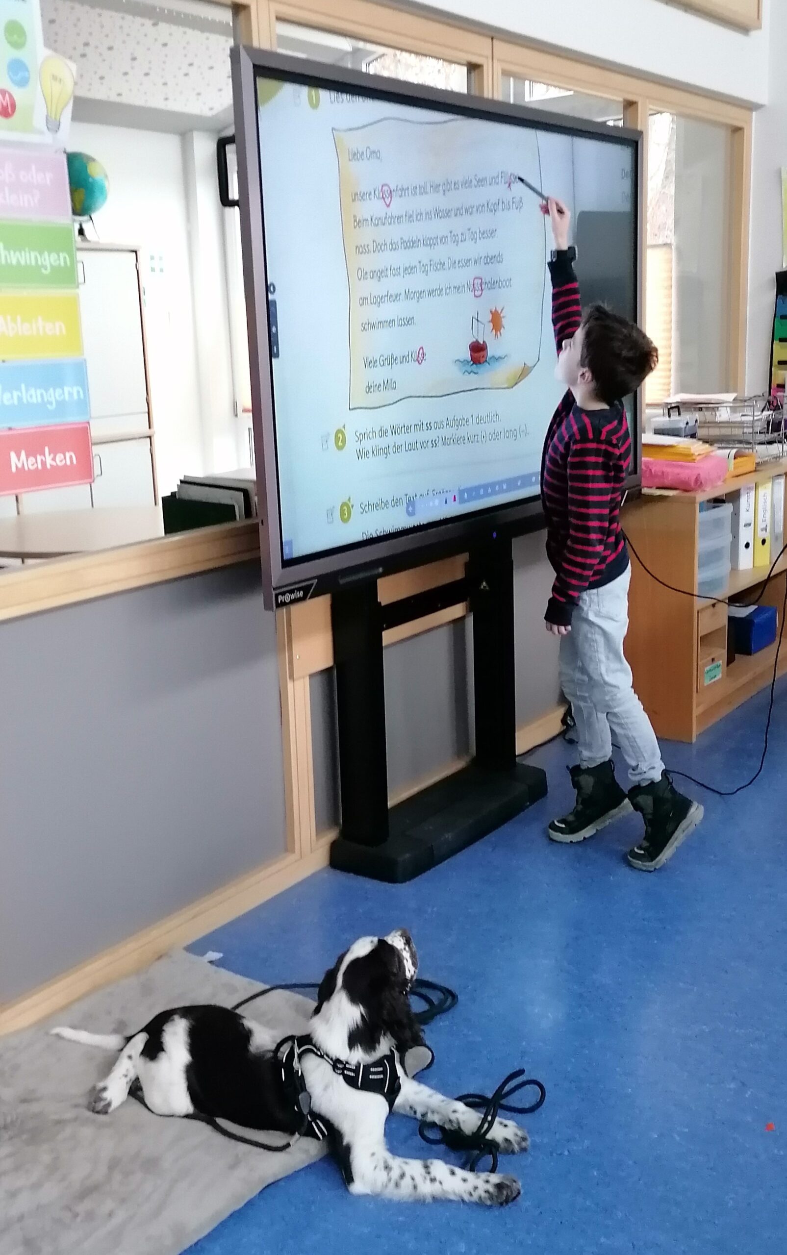 Der Schulhund Kalle schaut interessiert beim Unterricht zu.