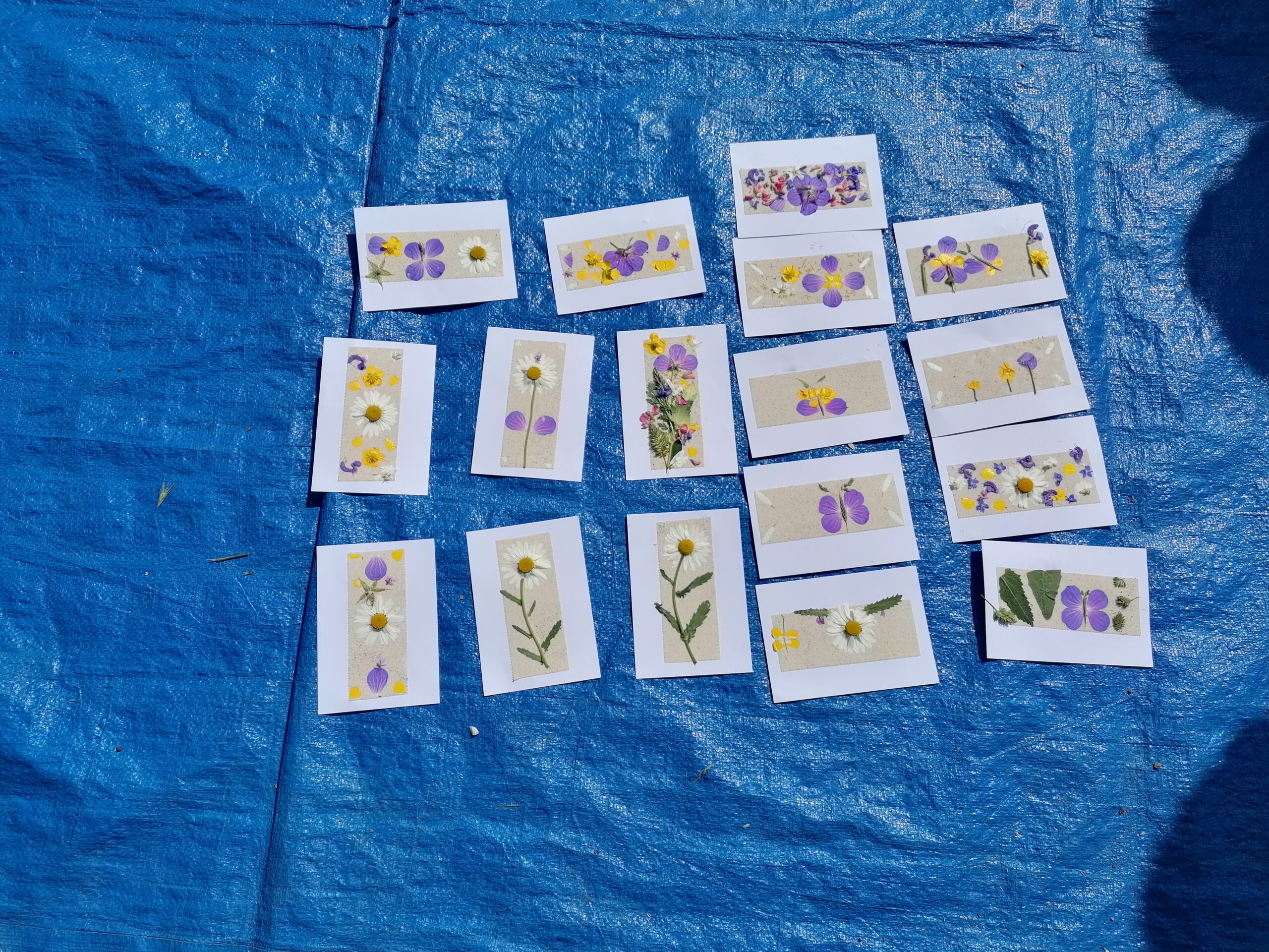 Auf einer blauen Unterlage liegen d17 selbst gestaltete Karten mit Wiesenblumen der Kinder.