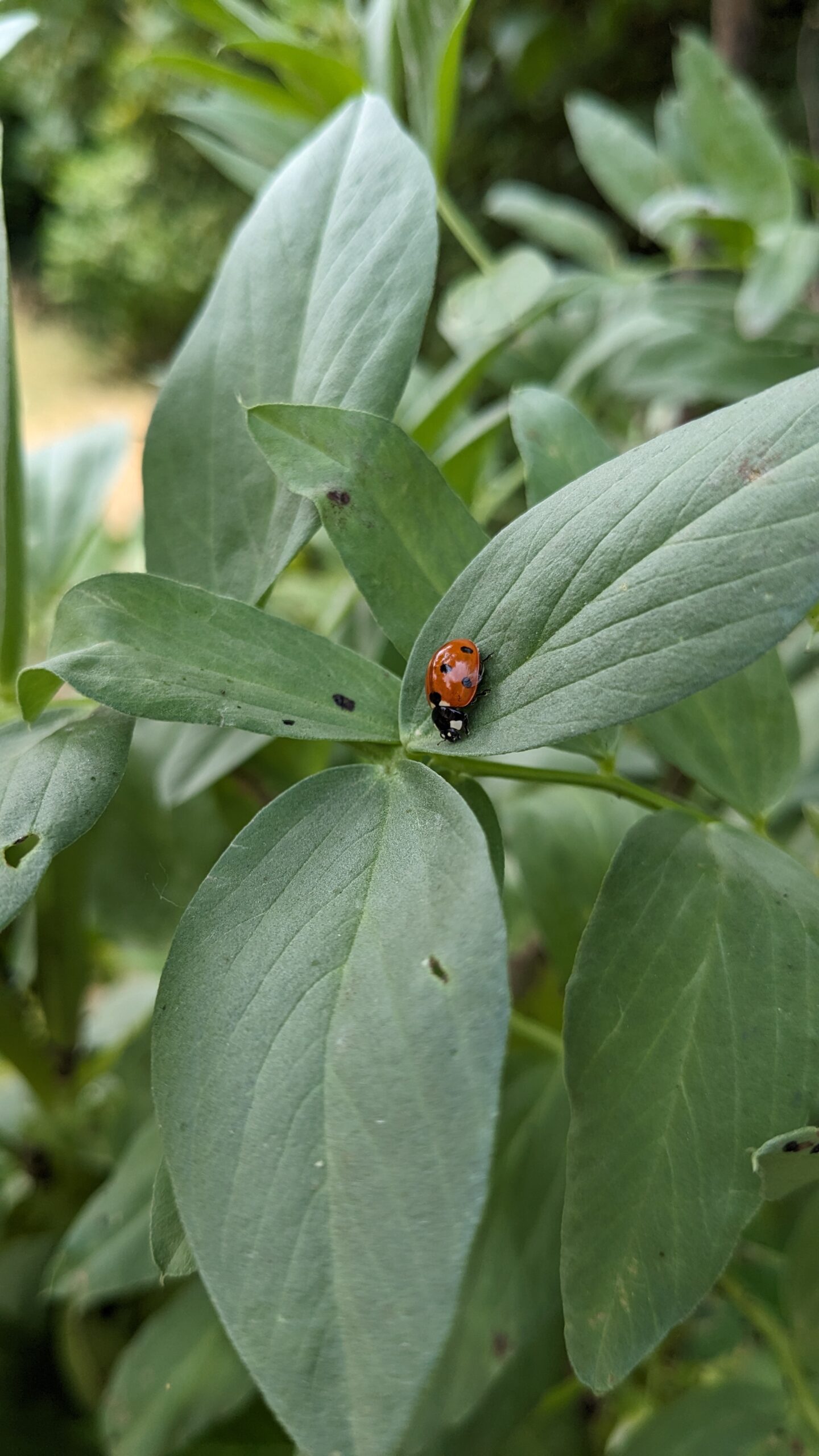 Zwei Marienkäfer auf den Blättern im Hochbeet.