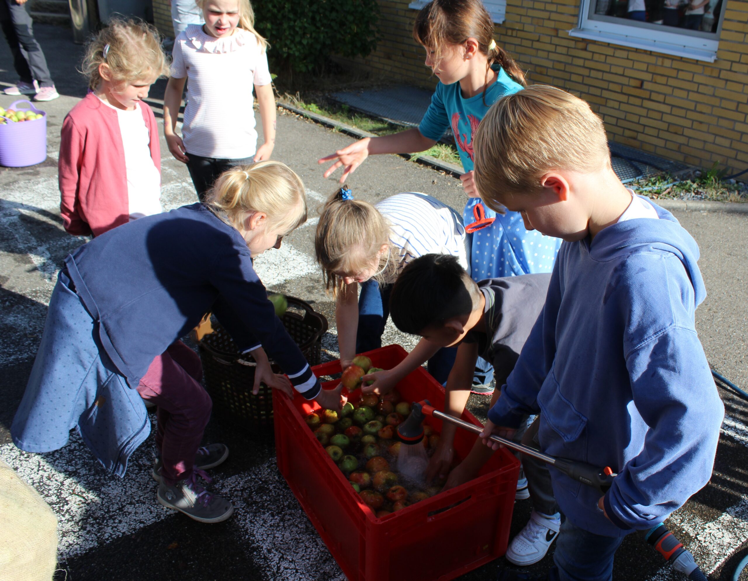 Kinder waschen in einer Plastikbox Äpfel.