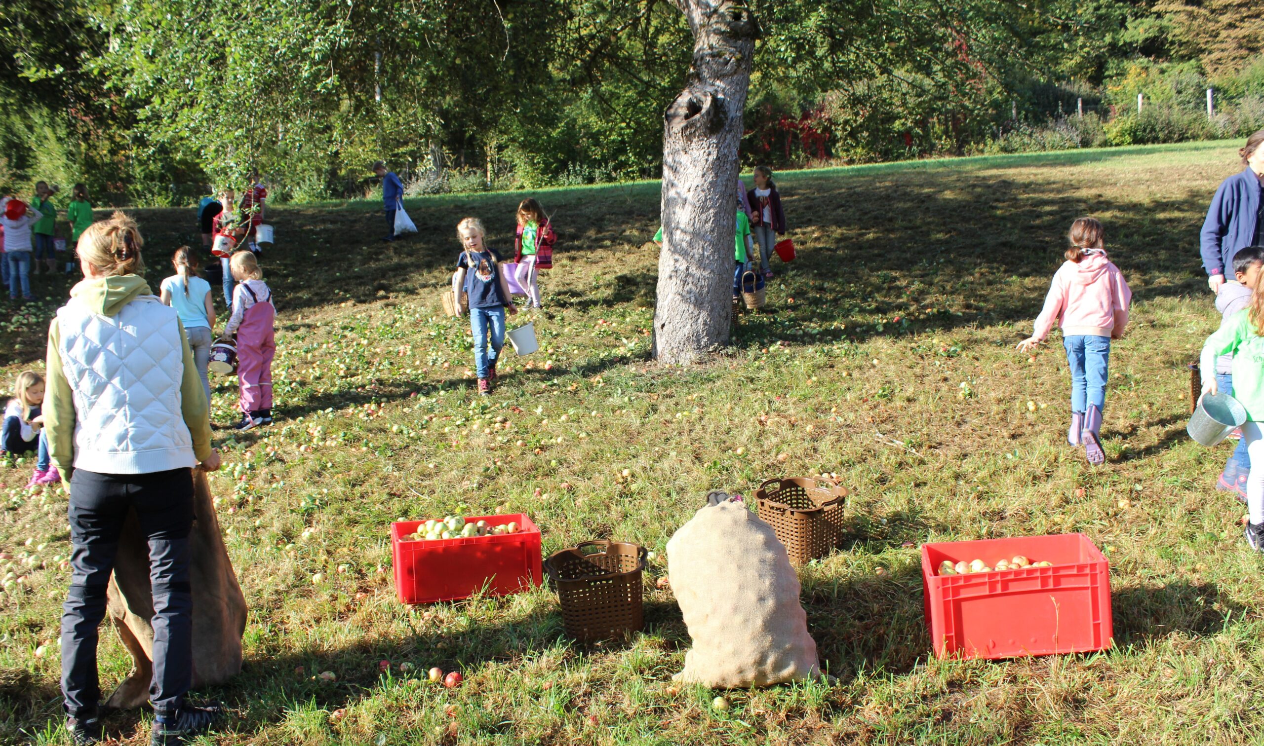 Im Vordergrund stehen Kisten und Säcke mit Äpfeln und im Hintergrund sammeln Kinder.