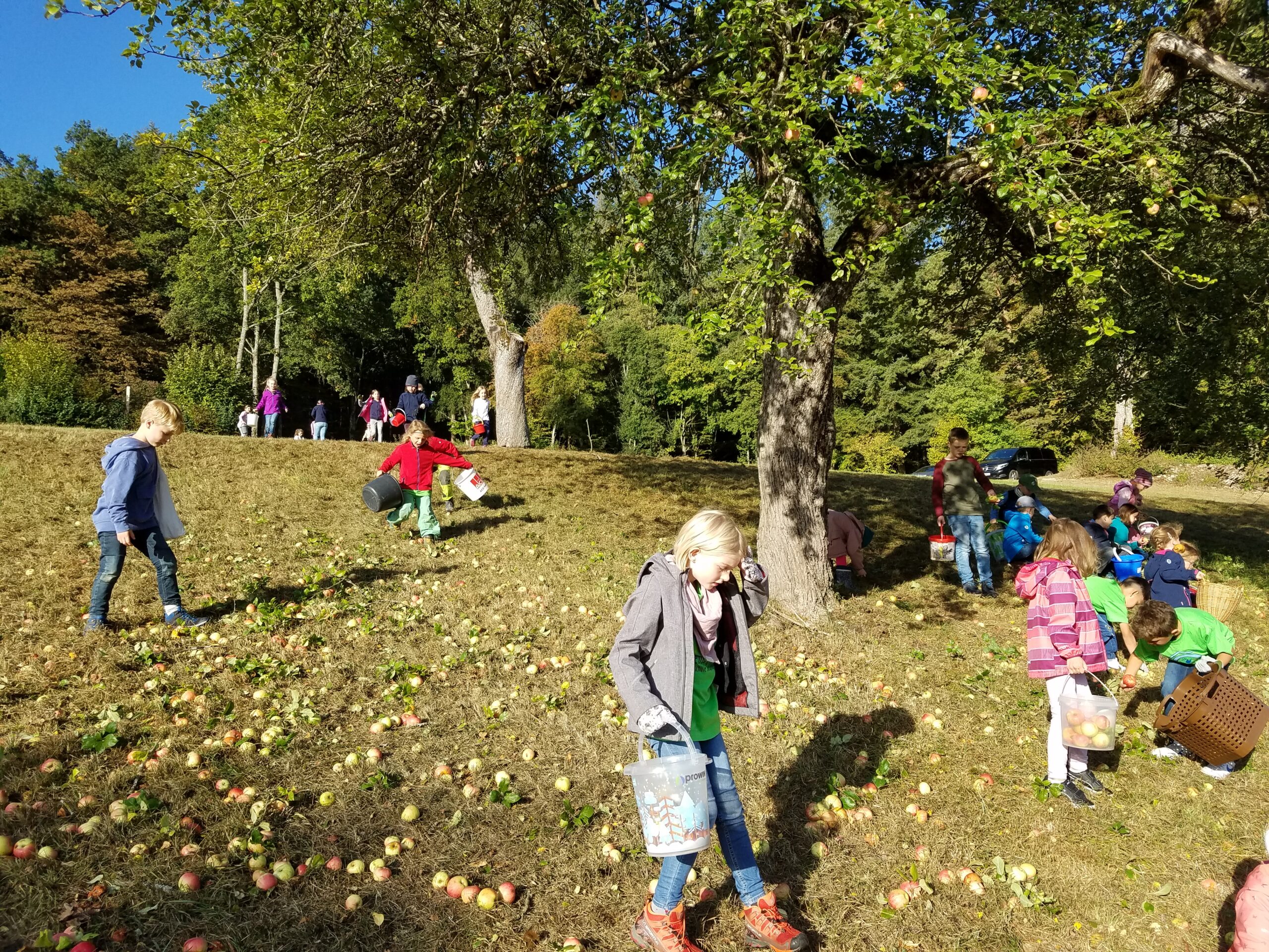 Viele Äpfel liegen auf dem Boden und Kinder sammeln mit Eimern.