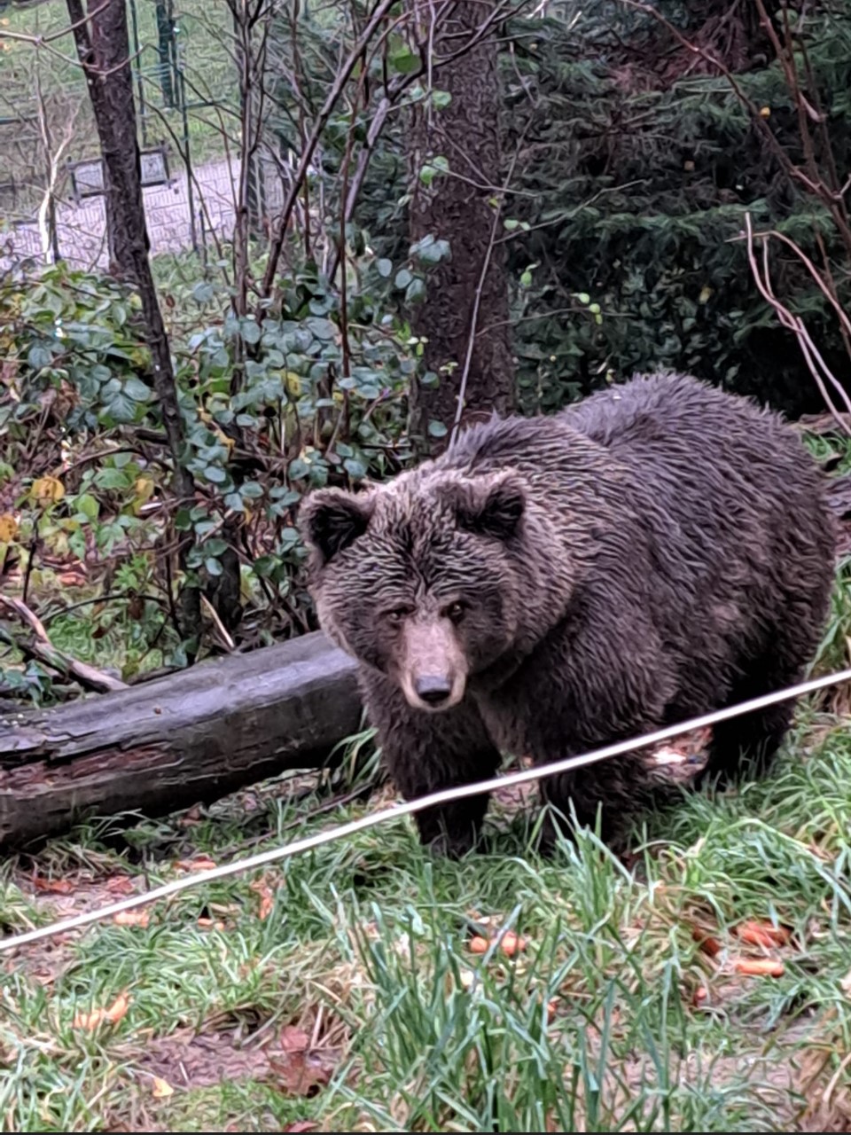 Ausflug der Erdschützer AG zum Bärenpark