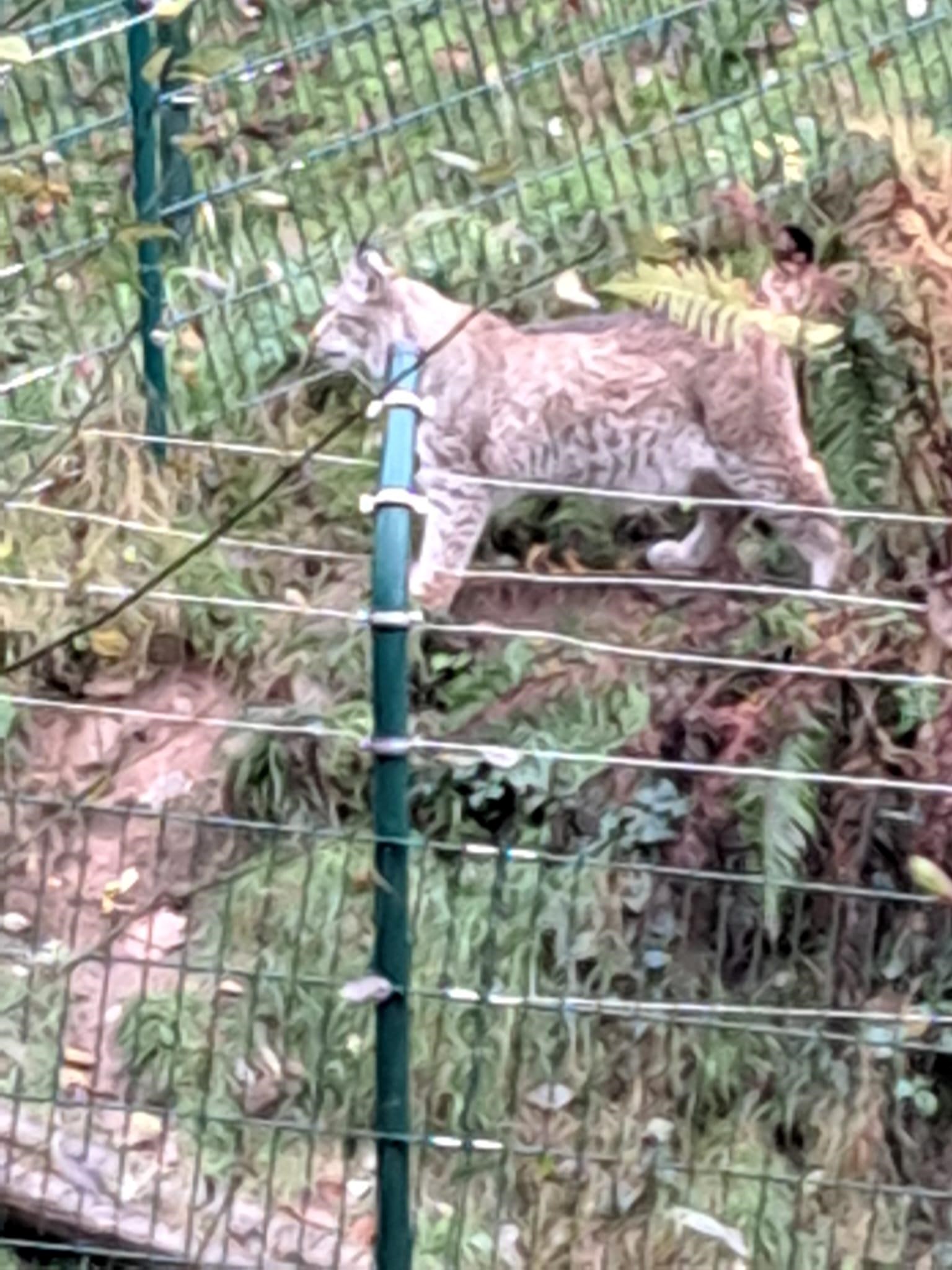 Bild einer Wildkatze direkt hinter dem Zaun.