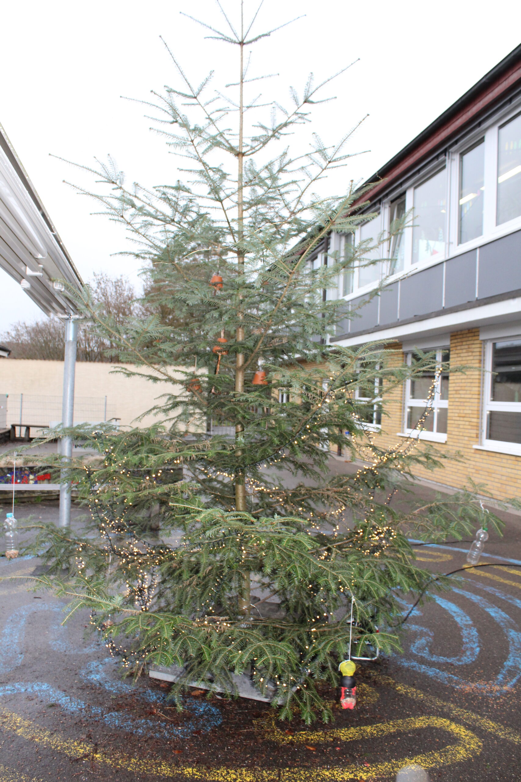 Ein Weihnachtsbaum auf dem Schulhof ist mit Lichtern und mit Vogelfutter geschmückt.