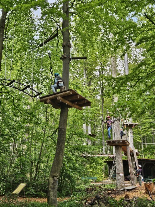 Man sieht mehrere Baumstationen eines Klettergartens mit mehreren Kindern.