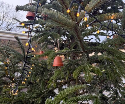 Unser Erdschützerweihnachtsbaum