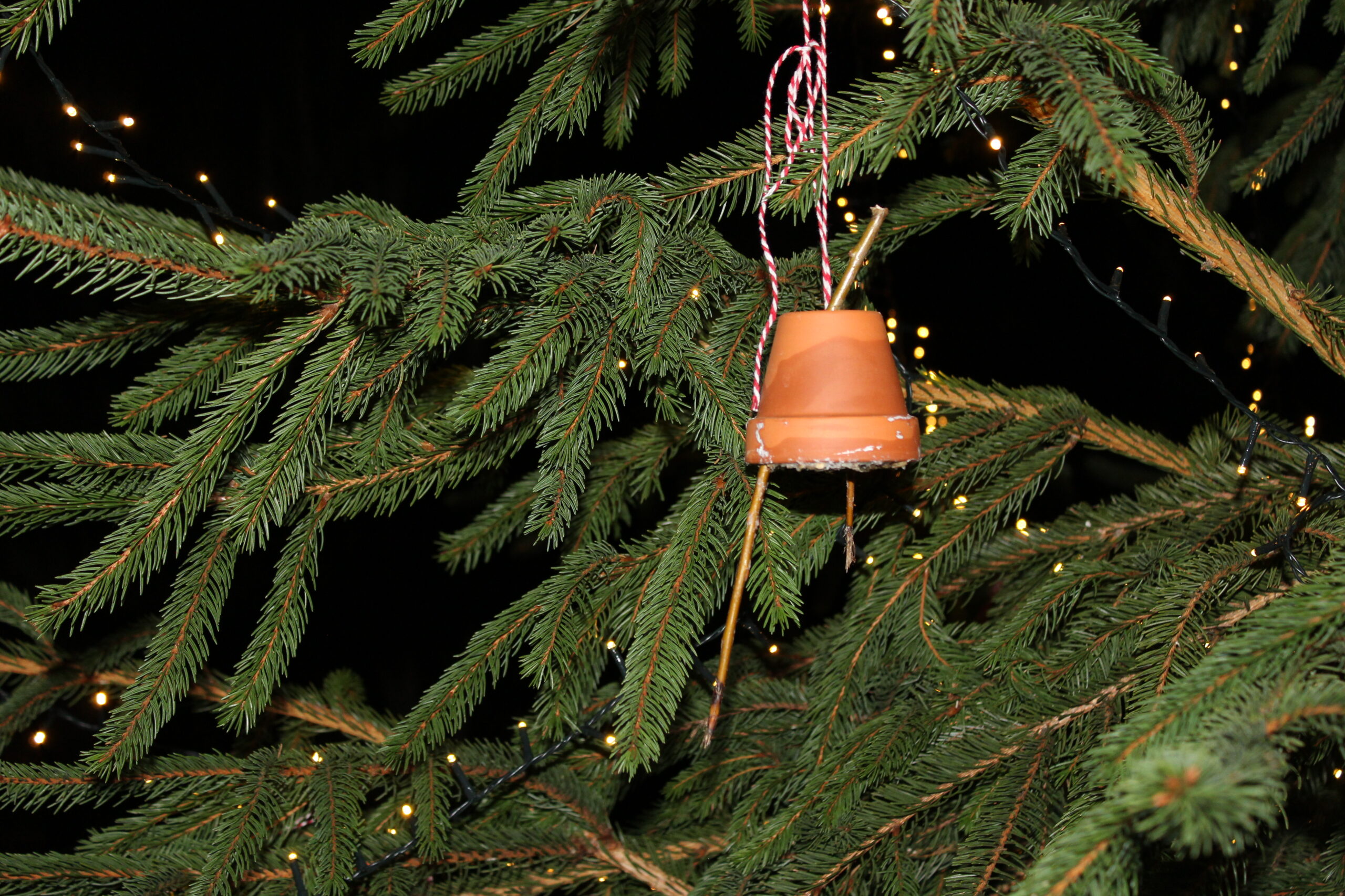 Ein Tontöpfchen, gefüllt mit Vogelmüsle, aufgehängt am Weihnachtsbaum.