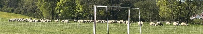 Schafe weiden auf dem Schallenberg.
