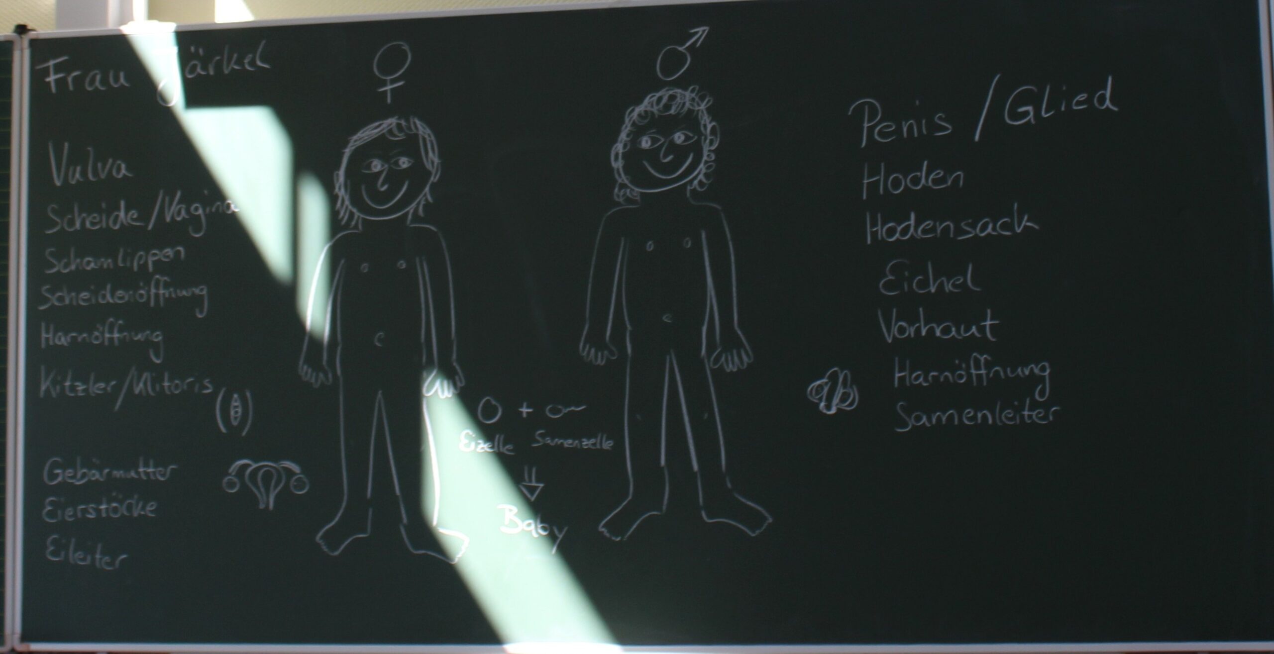 Auf einem Tafelbild sieht man ein Mädchen und einen Jungen und die Geschlechtsorgane.
